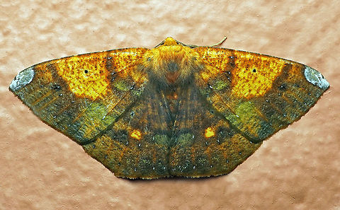 Acrosemia vulpecularia Dapa, Valle Del Cauca 2100m Acrosemia vulpecularia,Scorched Beauty