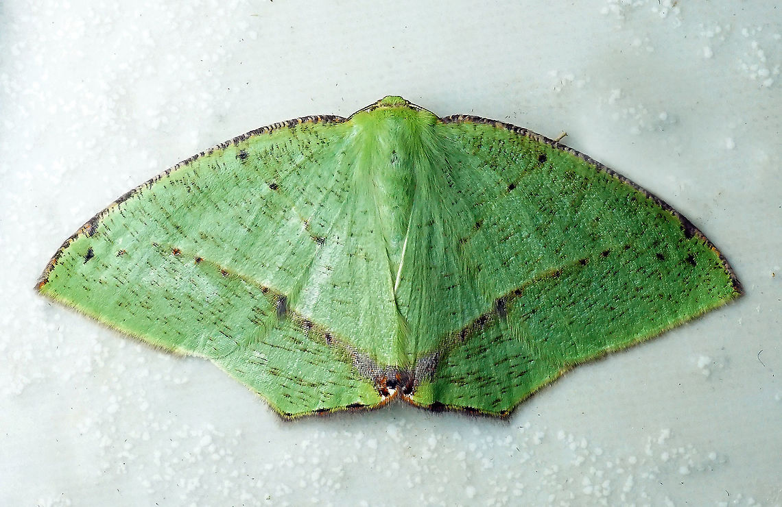 Phyle sp. Dapa, Valle Del Cauca 2100m