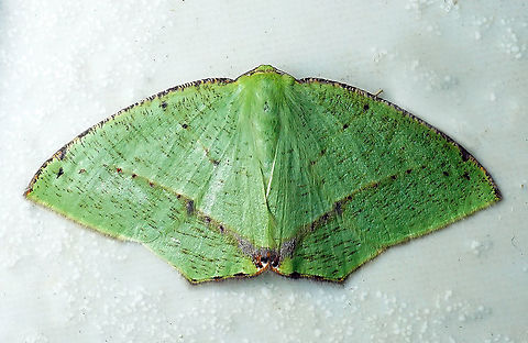 Phyle sp. Dapa, Valle Del Cauca 2100m