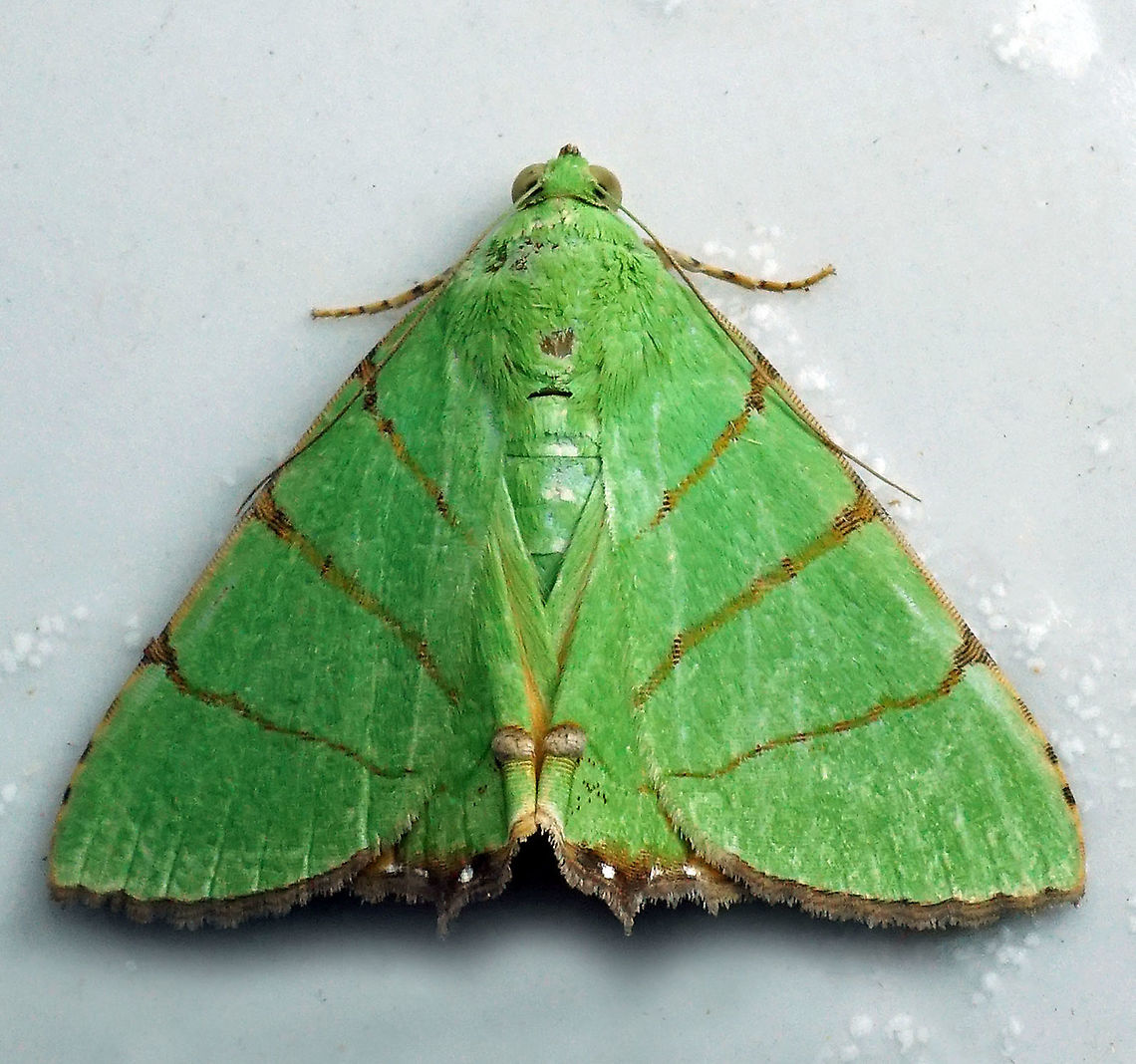 Eulepidotis sp. Dapa, Valle Del Cauca 2100m