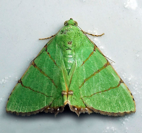 Eulepidotis sp. Dapa, Valle Del Cauca 2100m