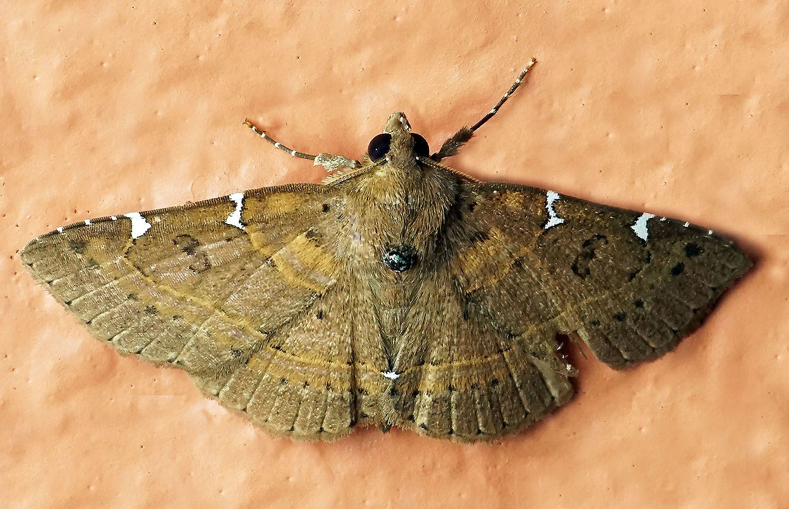 Antiblemma sp Dapa, Valle Del Cauca 2100m