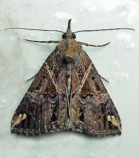 Hypena sp Dapa, Valle Del Cauca 2100m Hypena sp