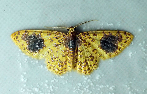 Eois sp. Dapa, Valle Del Cauca 2100m