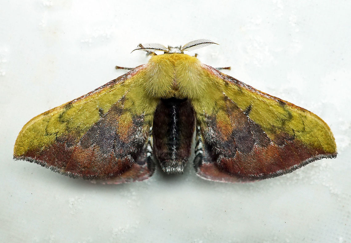 Quentalia sp. Dapa, Valle Del Cauca 2100m
