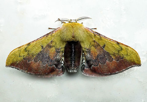Quentalia sp. Dapa, Valle Del Cauca 2100m