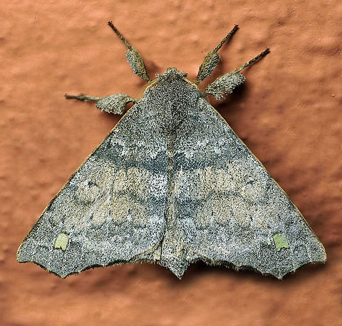 Olceclostera sp. Dapa, Valle Del Cauca 2100m