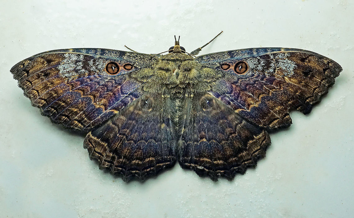 Letis caligula Dapa, Valle Del Cauca 2100m Letis caligula,Marbled Witch