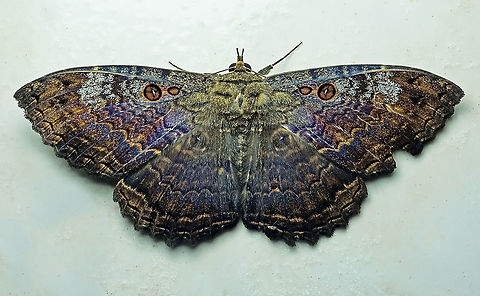 Letis caligula Dapa, Valle Del Cauca 2100m Letis caligula,Marbled Witch