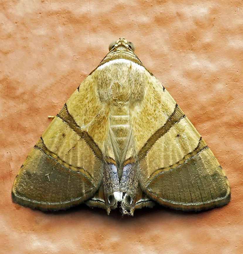 Eulepidotis juncida Dapa, Valle Del Cauca 2100m Eulepidotis juncida