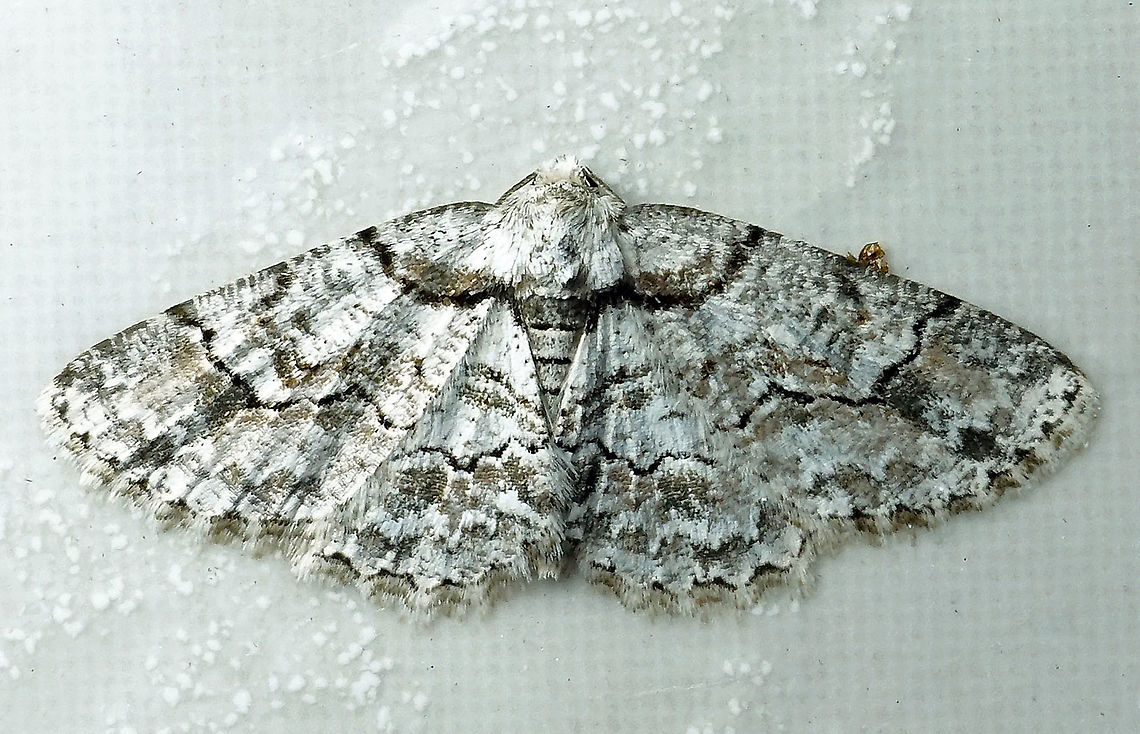 Iridopsis sp. Dapa, Valle Del Cauca 2100m