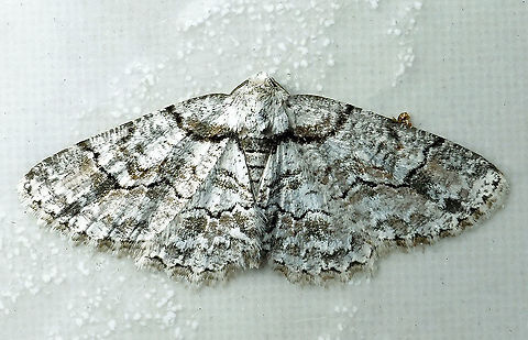 Iridopsis sp. Dapa, Valle Del Cauca 2100m