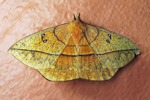 Lonomia sp. Dapa, Valle Del Cauca 2100m