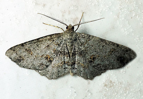 Melanolophia sp. Dapa, Valle Del Cauca 2100m