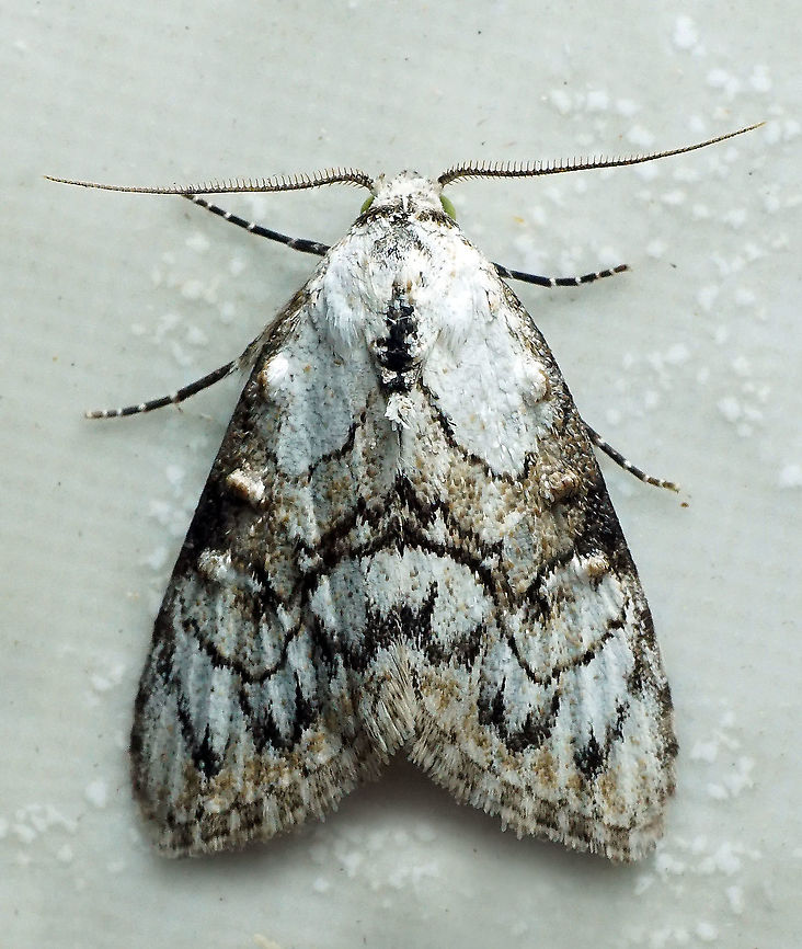 #46 Dapa, Valle Del Cauca 2100m