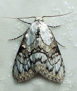 #46 Dapa, Valle Del Cauca 2100m