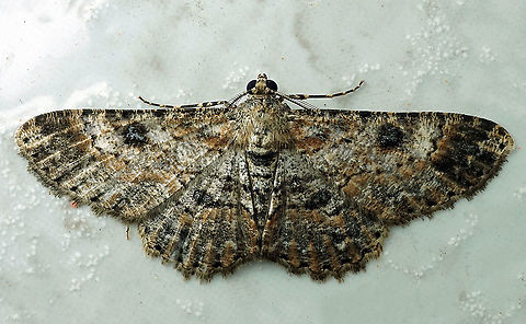 Subfamily Sterrhinae Dapa, Valle Del Cauca 2100m