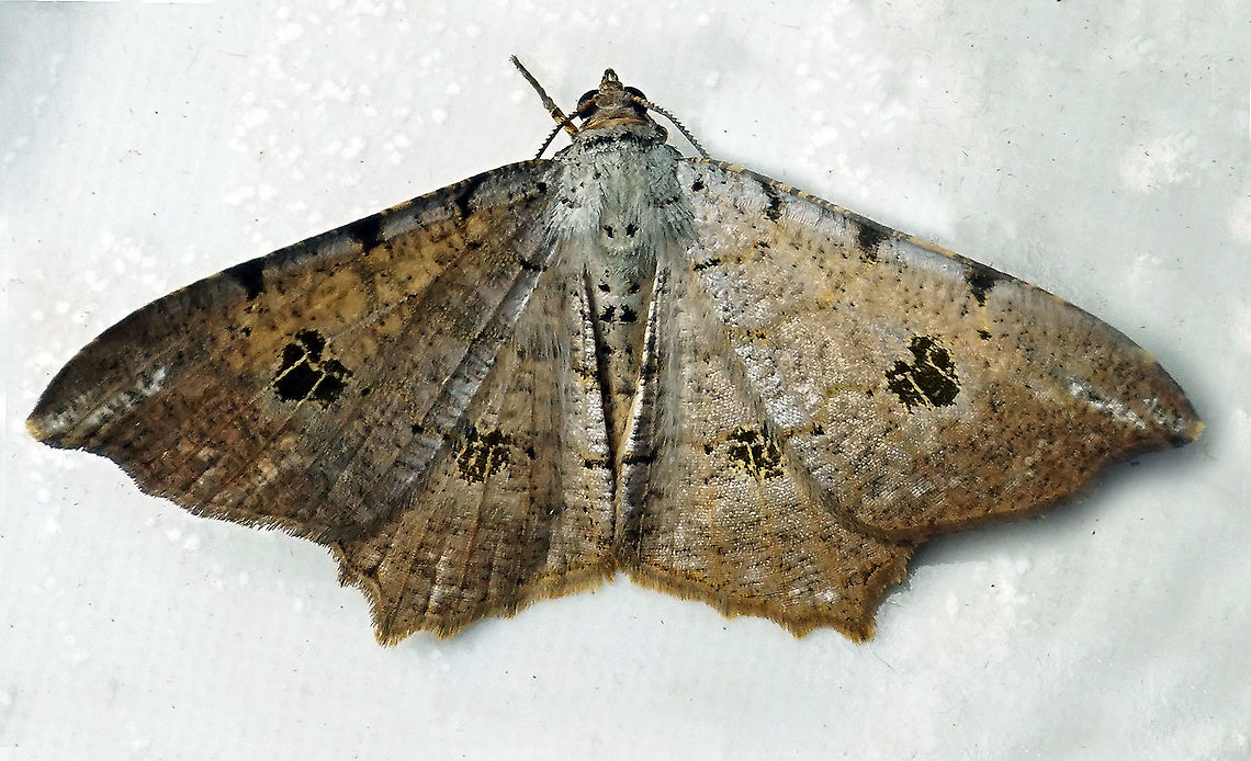 Macaria sp. Dapa, Valle Del Cauca 2100m
