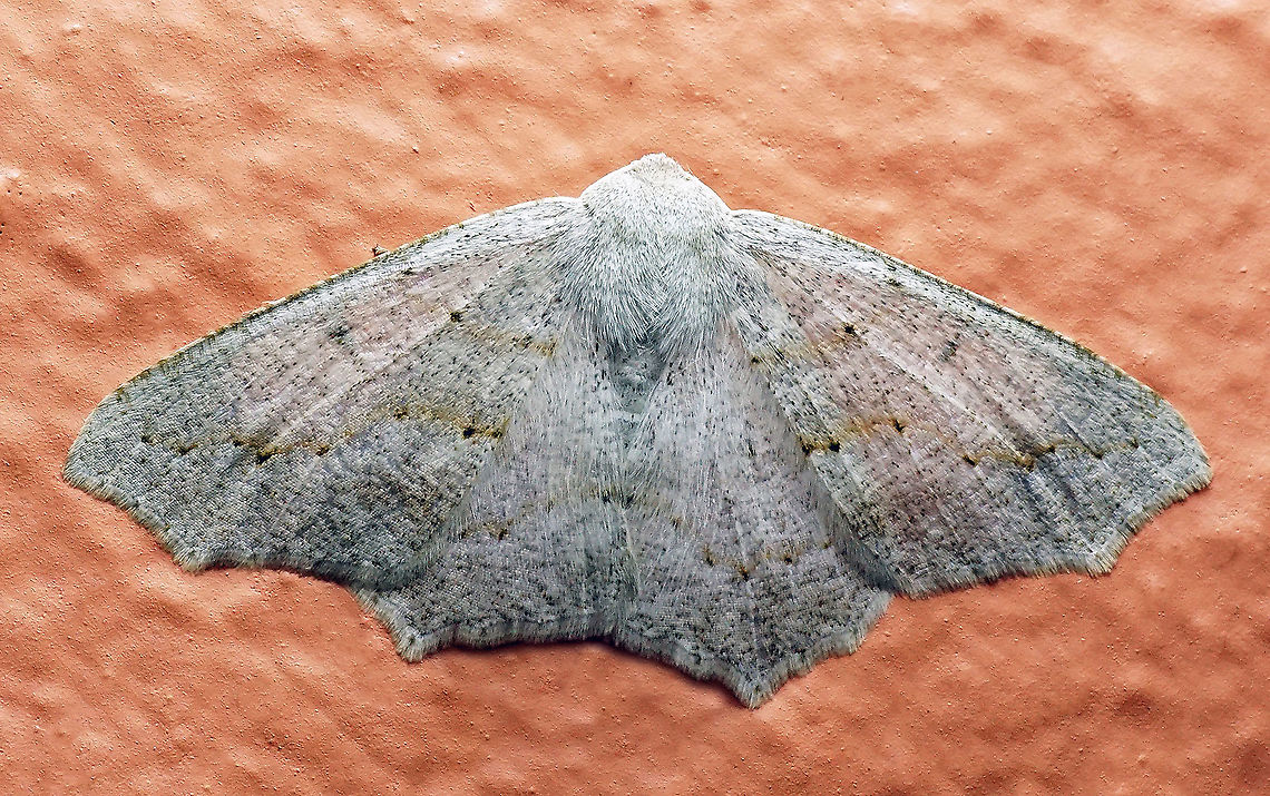 Neodora glaucularia Dapa, Valle Del Cauca 2100m Neodora glaucularia