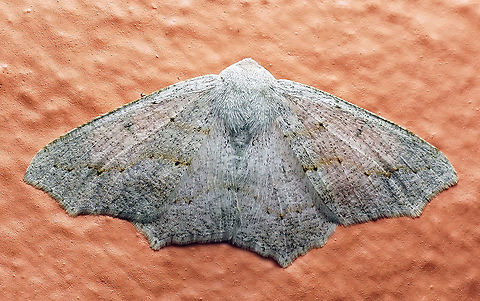 Neodora glaucularia Dapa, Valle Del Cauca 2100m Neodora glaucularia