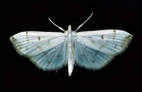 Palpita sp. Dapa, Valle Del Cauca 2100m