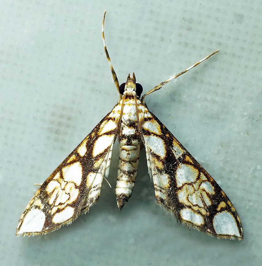 Cirrhochrista sp. Dapa, Valle Del Cauca 2100m