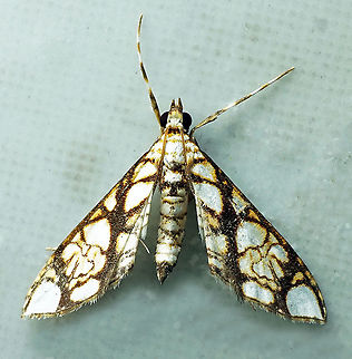 Cirrhochrista sp. Dapa, Valle Del Cauca 2100m