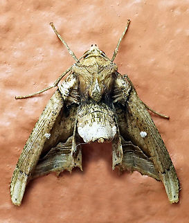 Pero cyclodaria Dapa, Valle Del Cauca 2100m Pero cyclodaria