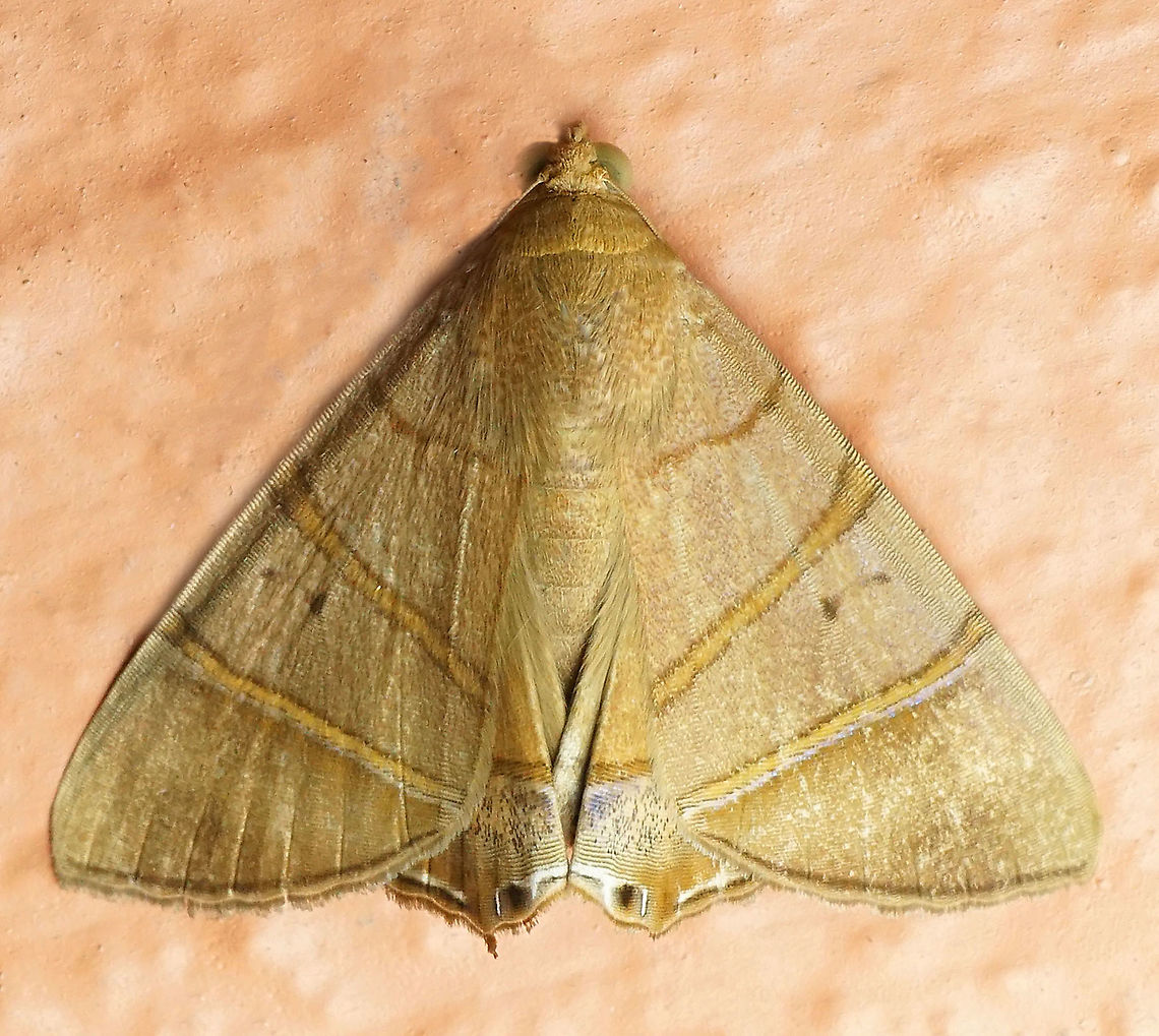 Eulepidotis sp. Dapa, Valle Del Cauca 2100m<br />
A female Opisthoxia metargyria?