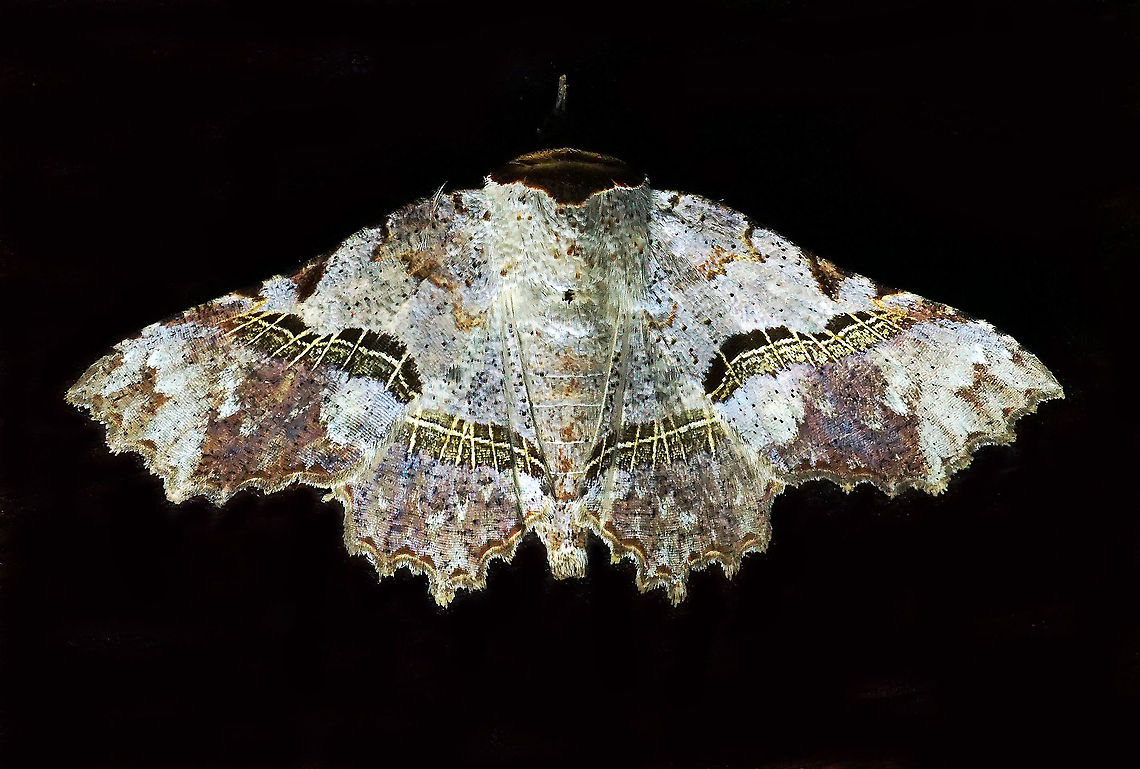 Antiblemma sp. Dapa, Valle Del Cauca 2100m