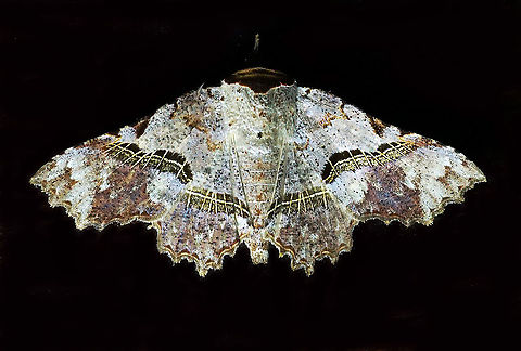 Antiblemma sp. Dapa, Valle Del Cauca 2100m