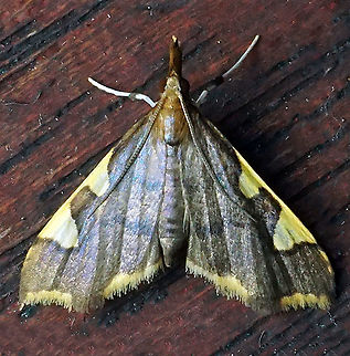 Deuterophysa sp. Dapa, Valle Del Cauca 2100m