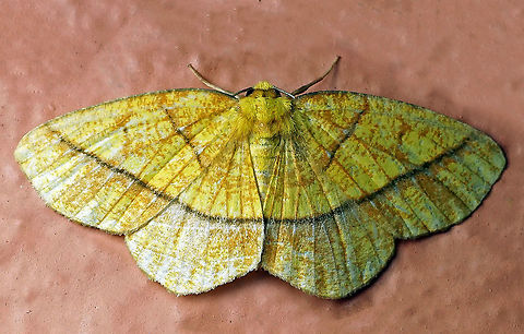 Periclina syctaria Dapa, Valle Del Cauca 2100m Periclina syctaria