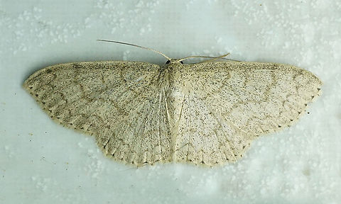 #68 Dapa, Valle Del Cauca 2100m