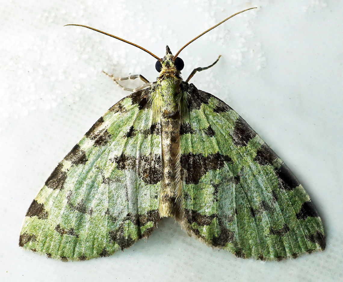 Hydriomena sp Dapa, Valle Del Cauca 2100m