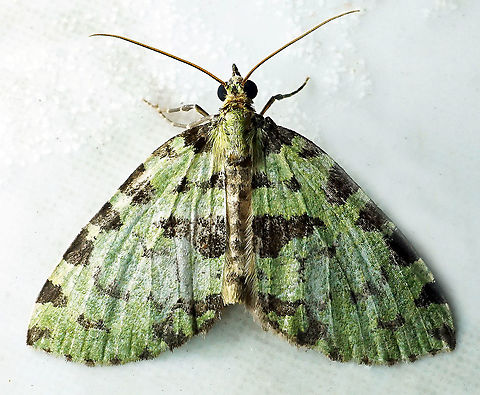 Hydriomena sp Dapa, Valle Del Cauca 2100m
