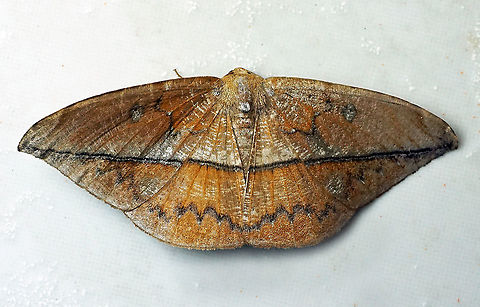 Oxydia translinquens Dapa, Valle Del Cauca 2100m Oxydia translinquens