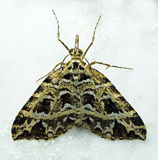 Psaliodes auratiuena Dapa, Valle Del Cauca 2100m Psaliodes auratiuena