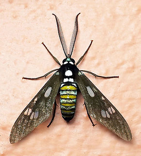 Phaio acquiguttata Dapa, Valle Del Cauca 2100m

Similar to but not quite the same as Phaio cephalena Phaio acquiguttata
