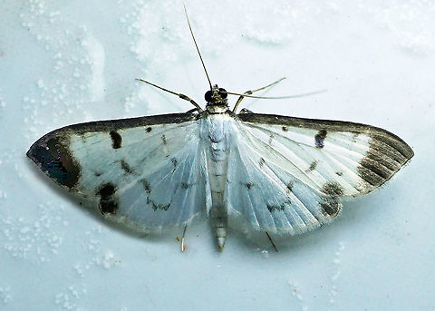 Eulepte gastralis Dapa, Valle Del Cauca 2100m Eulepte gastralis