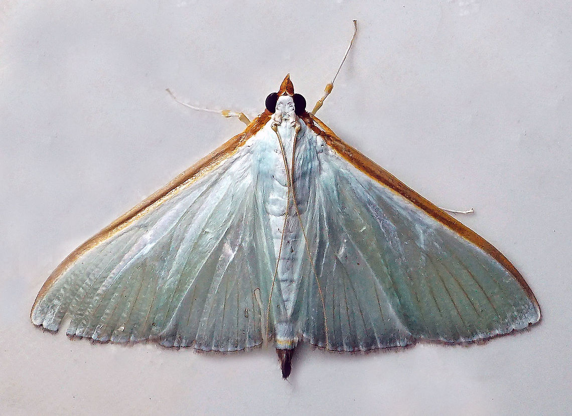 Diaphania glauculalis Dapa, Valle Del Cauca 2100m Diaphania glauculalis