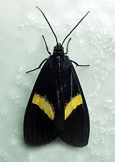 Aclytia sp. Dapa, Valle Del Cauca 2100m