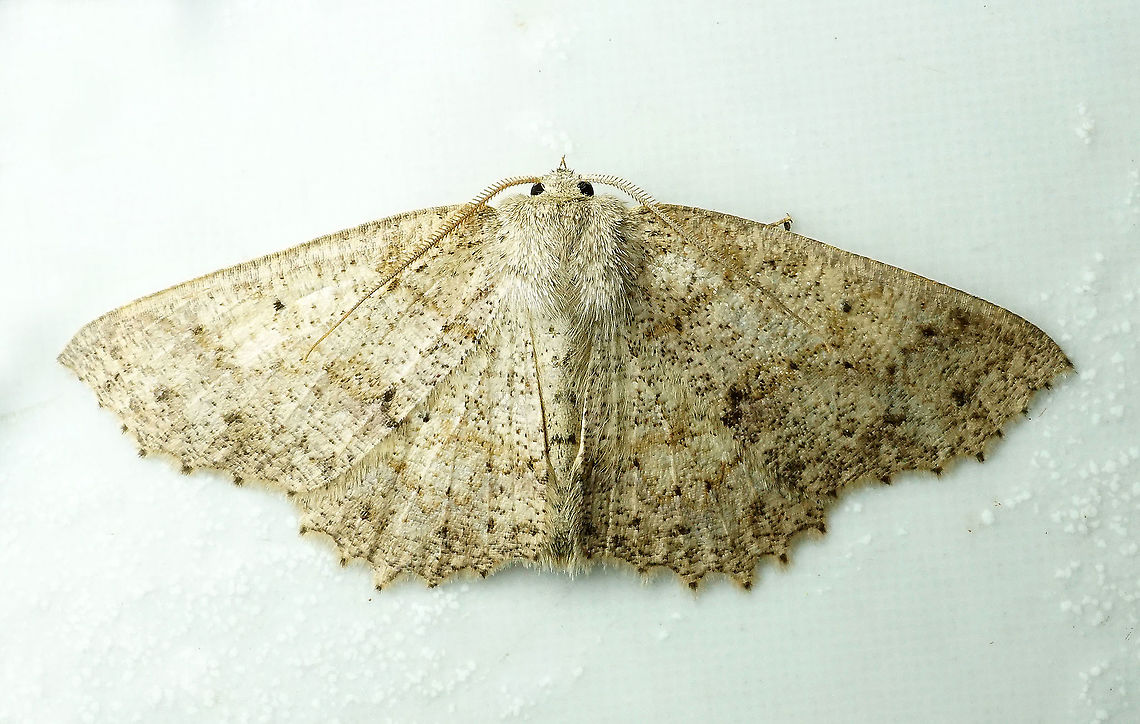 #70 Dapa, Valle Del Cauca 2100m