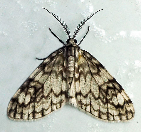 Parallage diaphanata Dapa, Valle Del Cauca 2100m Parallage diaphanata