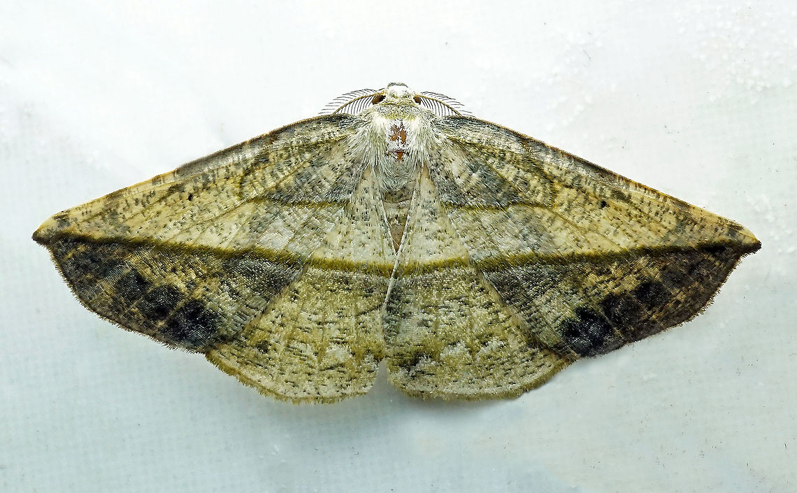 #65 Dapa, Valle Del Cauca 2100m