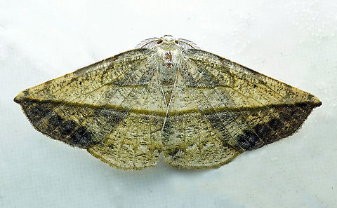 #65 Dapa, Valle Del Cauca 2100m