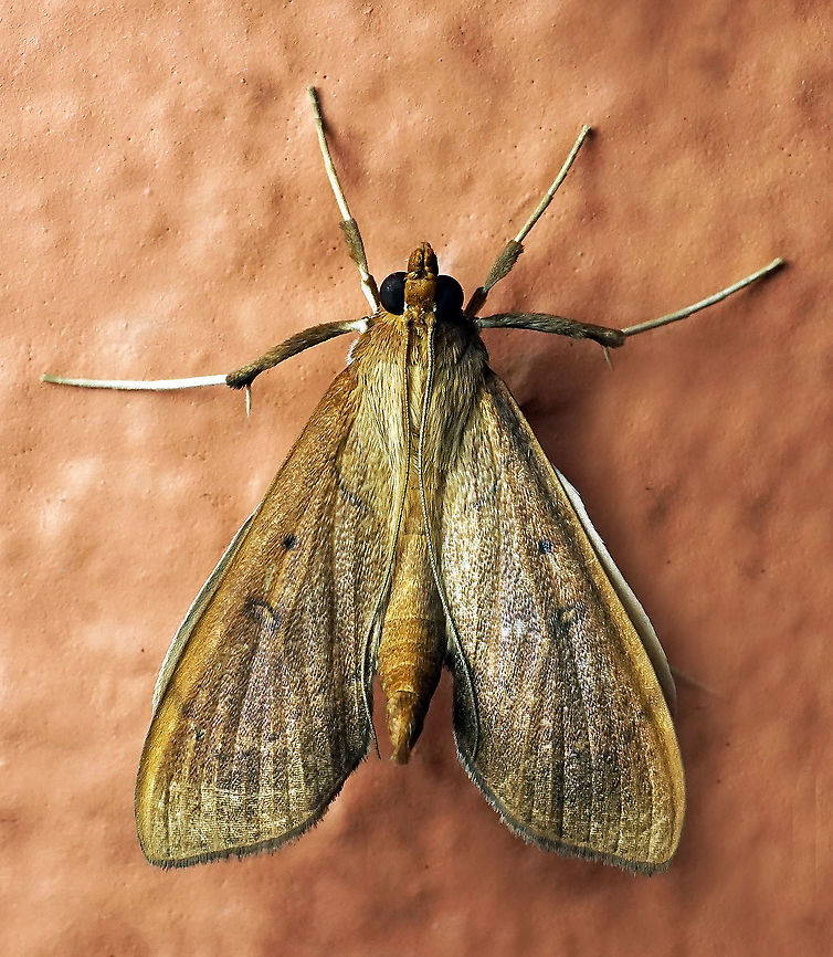 Anarmodia nebulosalis Dapa, Valle Del Cauca 2100m Anarmodia nebulosalis