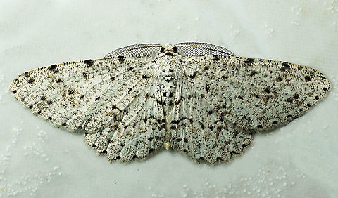 Glena mopsaria Dapa, Valle Del Cauca 2100m Glena mopsaria