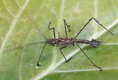 Parobrimus monstrosus Dapa, Valle Del Cauca 2100m Parobrimus monstrosus