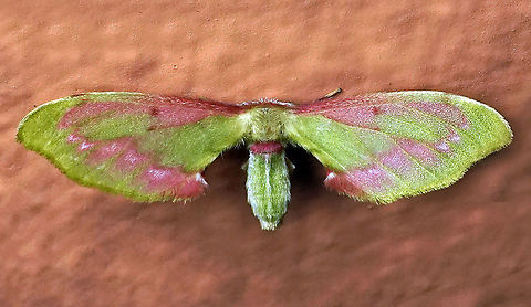 #71 Dapa, Valle Del Cauca 2100m